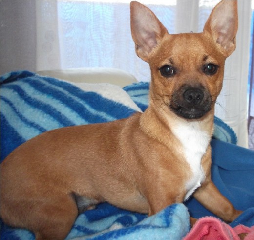 Chihuahua cruce Pincher.... Que wapo es el.... y que bueno!!!